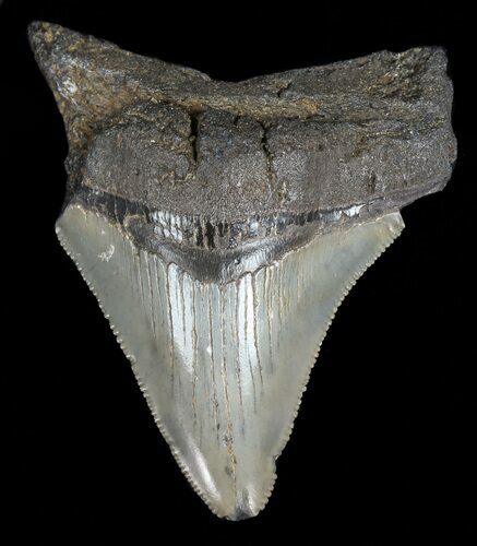 Juvenile Megalodon Tooth - Serrated Blade #56624